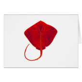 SHADES OF RED (Front Horizontal)