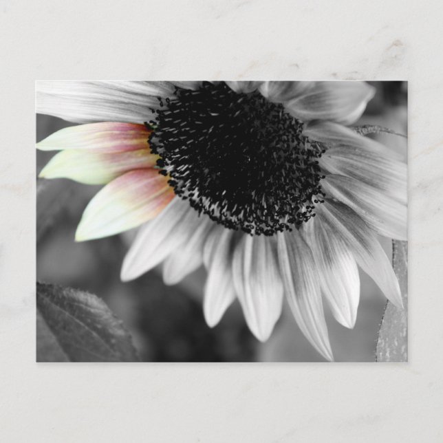 shades of sun postcards (Front)