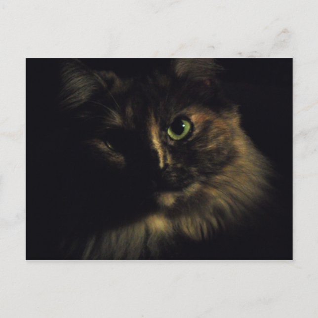 Shadow Cat Art Photography Green Eyes Kitty Postcard (Front)