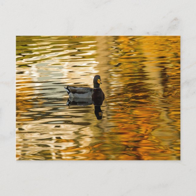 Shadow Duck Postcard (Front)