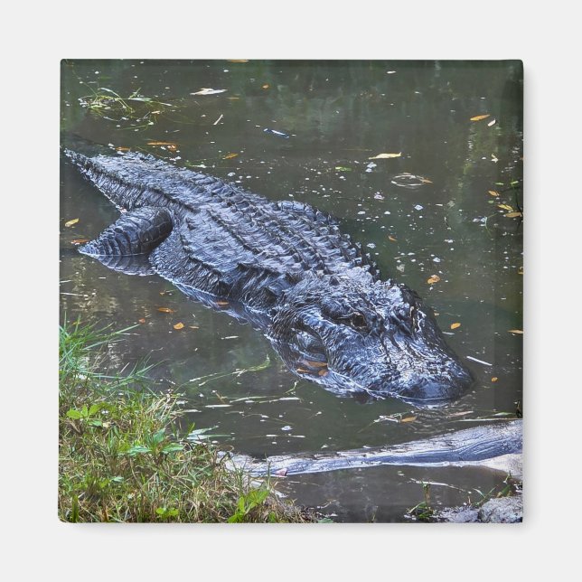 Shadow in the Shallows Magnet (Front)