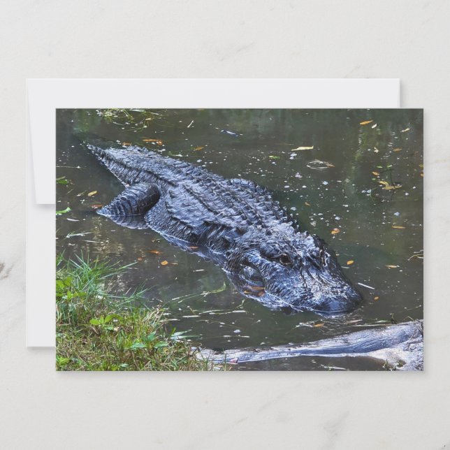 Shadow in the Shallows Note Card (Front)