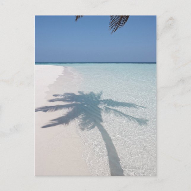 Shadow of a palm tree on a deserted island beach postcard (Front)