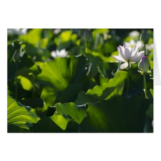 Shadow Patterns (Front Horizontal)