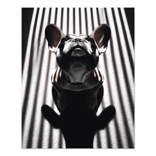Shadow Portrait of a French Bulldog BW Photo Print