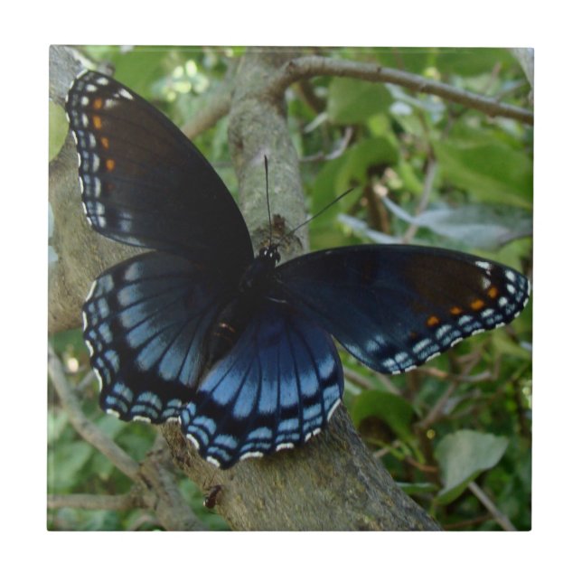 Shadowed Blue Butterfly Ceramic Tile (Front)