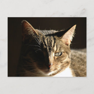 Shadowed kitty postcard