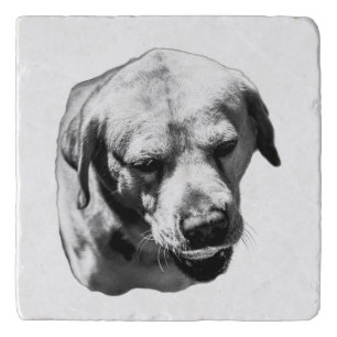 Shadowed Whiskers – Coaster
