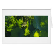 Shadows and Light (Front Horizontal)