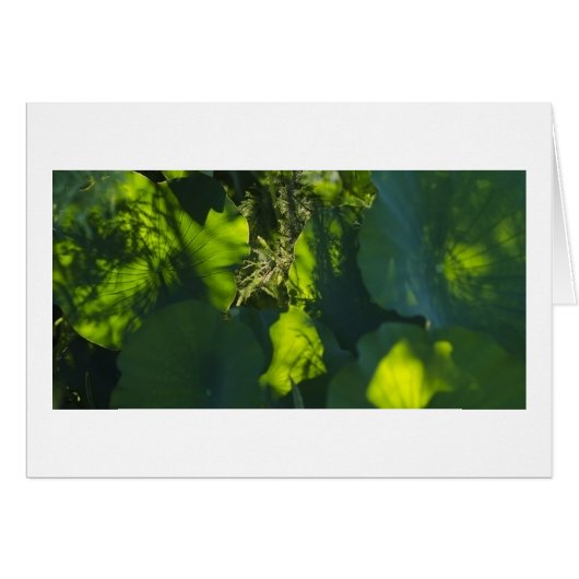 Shadows and Light Cards (Front Horizontal)
