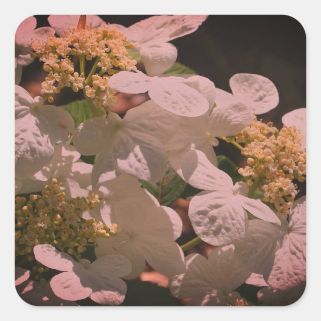 Shadows And Light Lacecap Hydrangea  Square Sticker (Front)
