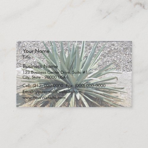 Shady aloe vera on a sunny day business card