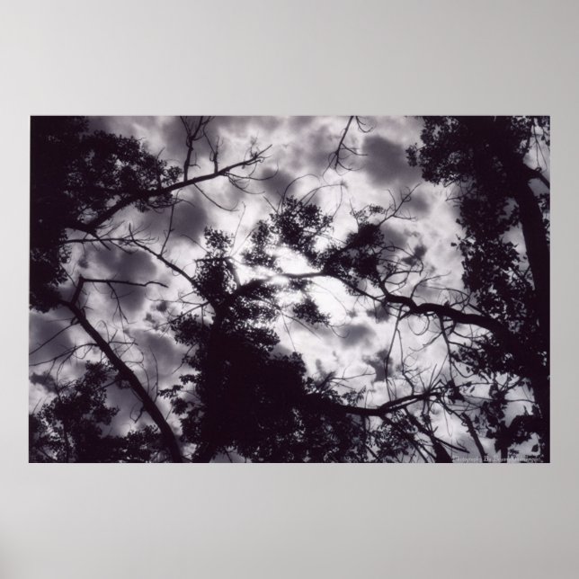 Shady Poster (Front)