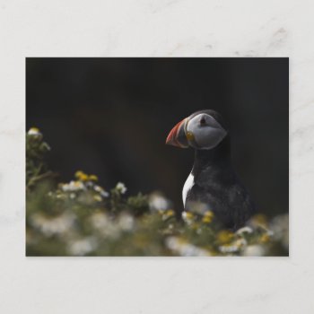 Shady Puffin Postcard by Welshpixels at Zazzle