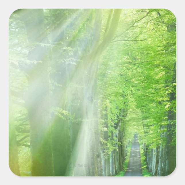 Shafts of Sunlight Square Sticker (Front)