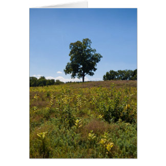 Shagbark Hickory-Charles River Peninsula Cards