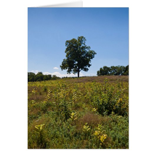 Shagbark Hickory-Charles River Peninsula Cards (Front)
