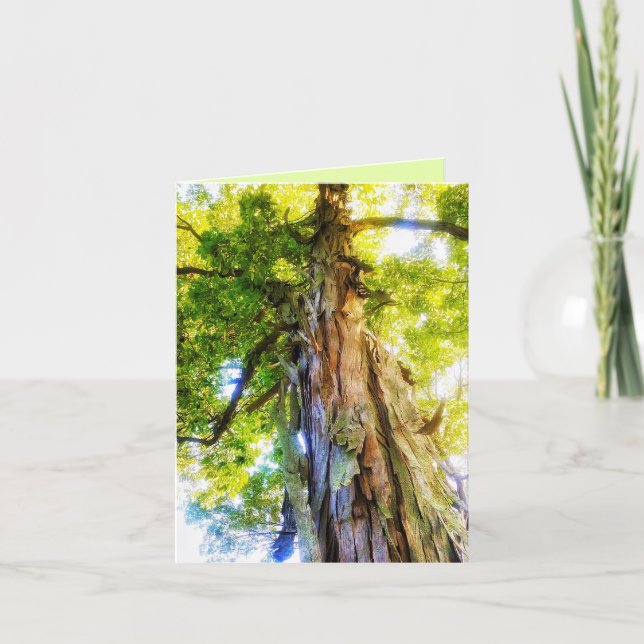 Shagbark Hickory Greeting Card (Front)