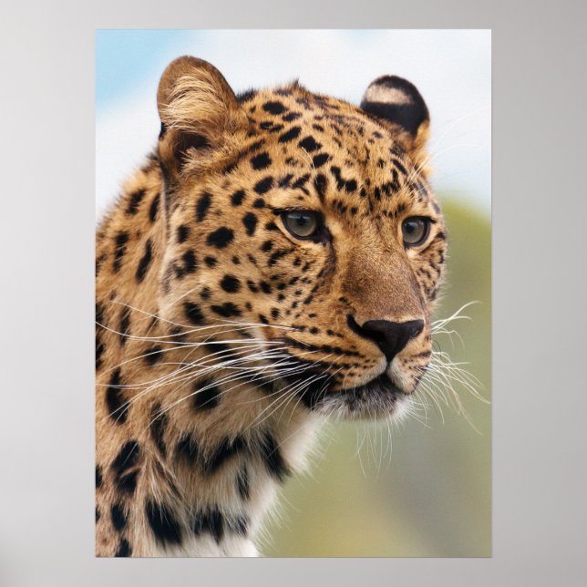 Shaggy Adult Cheetah in the Wild Poster (Front)
