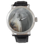 Shaggy Bearded Collie Watch