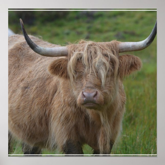 Shaggy Blonde Highland Cow Poster (Front)