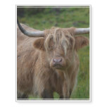 Shaggy Blonde Highland Cow Temporary Tattoos