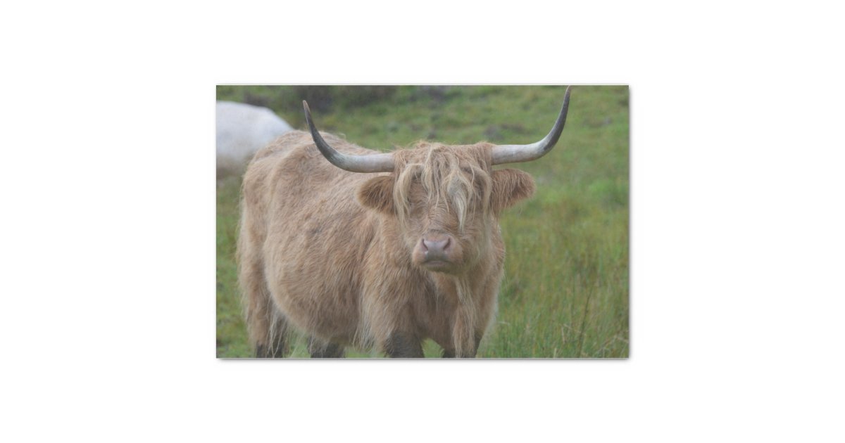 Highland Cattle Wrapping Paper, Bull Birthday Wrap, Gift Wrap