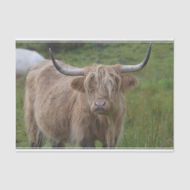Shaggy Blonde Highland Cow Tissue Paper (Front)
