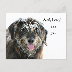 Shaggy dog wants to see postcard