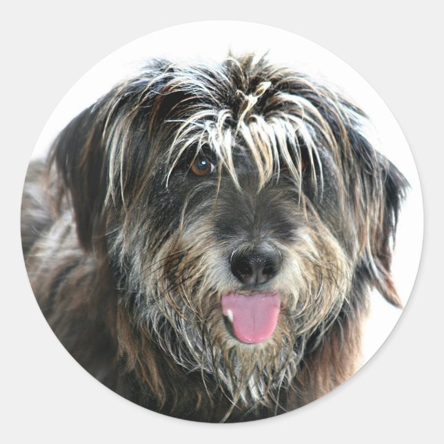 Shaggy faced dog classic round sticker (Front)