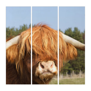 Shaggy-Haired Highland Cow Triptych