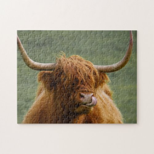 Shaggy Haired Scottish Highland Cow Nature Animal Jigsaw Puzzle