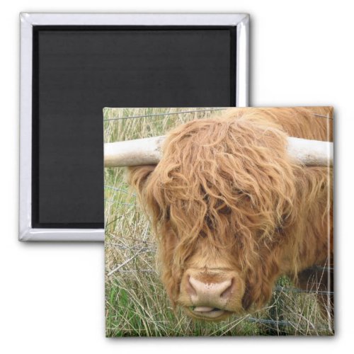 Shaggy Highland Cow Magnet