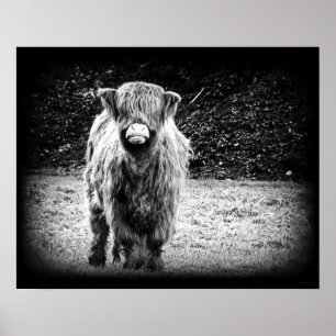 Shaggy Highland Cow Photo (Black & White) Poster