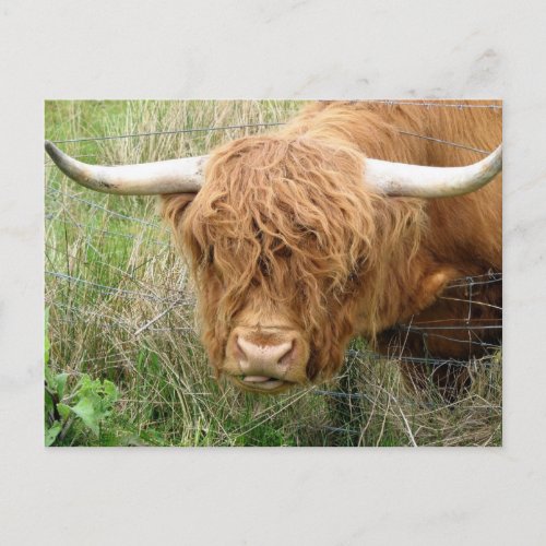 Shaggy Highland Cow Postcard