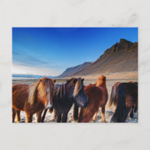 Shaggy Iceland Horses