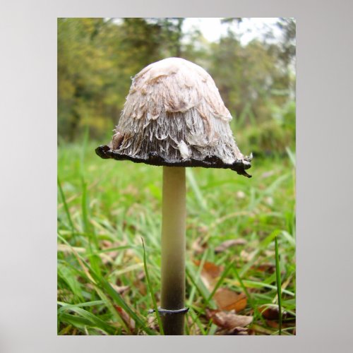 Shaggy Ink Cap Mushroom Poster