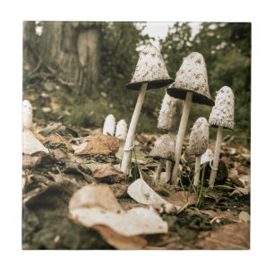 Shaggy Mane Mushrooms Tile