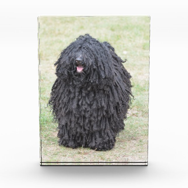 Shaggy Puli Dog Award (Front)