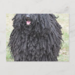 Shaggy Puli Dog Postcard