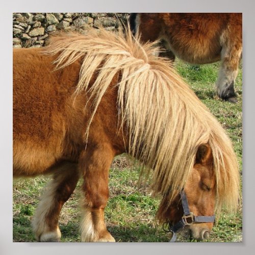 Shaggy Shetland Pony Poster