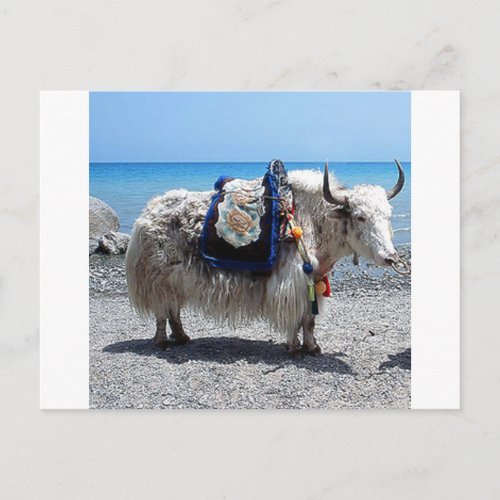 Shaggy Yak Wearing Brightly COlored Tack Postcard