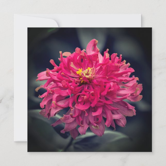 Shaggy Zinnia Thank You (Front)