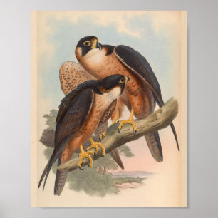 Shaheen Falcon Bird Vintage Art Print