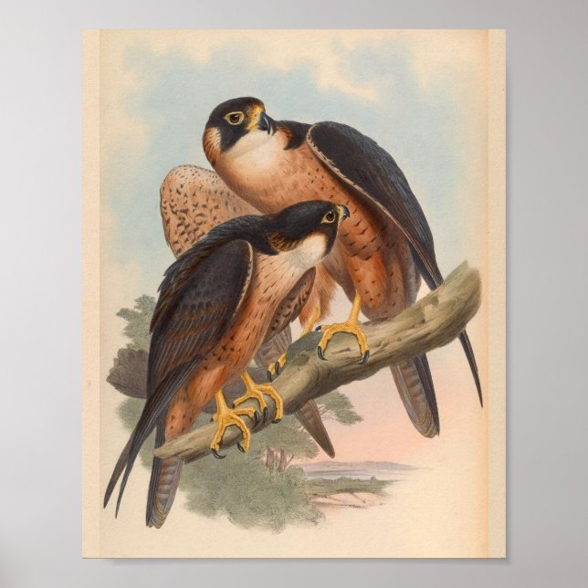 Shaheen Falcon Bird Vintage Art Print (Front)