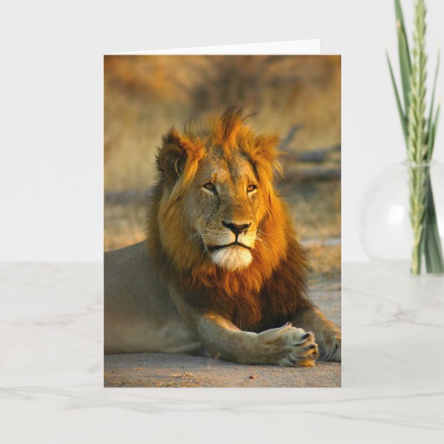 Shaka the Lion at Sunset Card (Front)