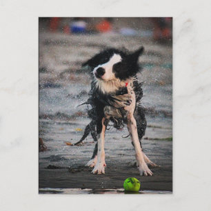 Shake it off ! postcard