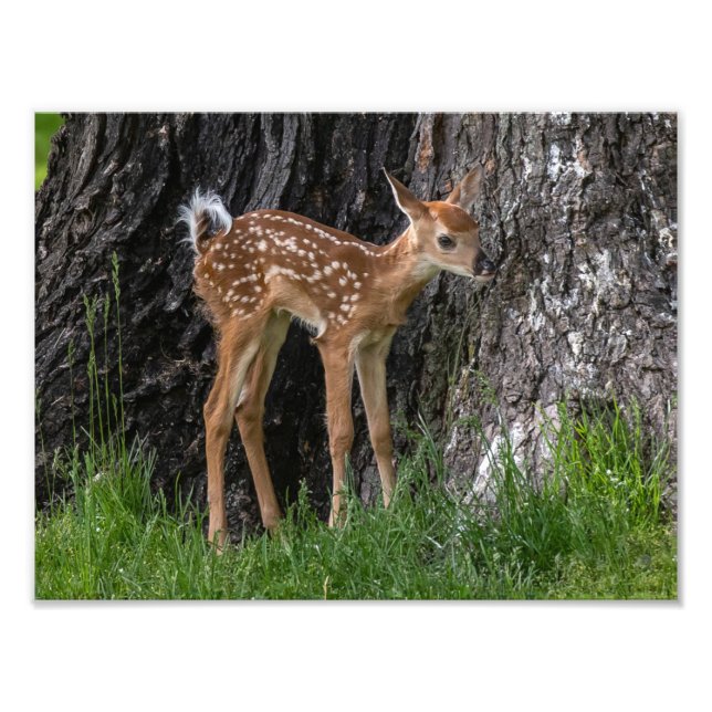 Shaky Legs Fawn Photo Print (Front)