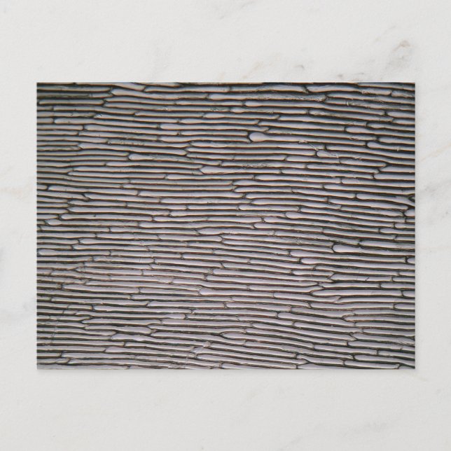 Shallot onion epidermis cells under the microscope postcard (Front)