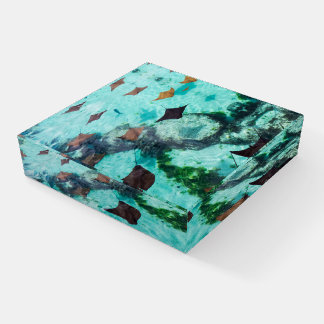 Shallow Water | Stingrays Paperweight